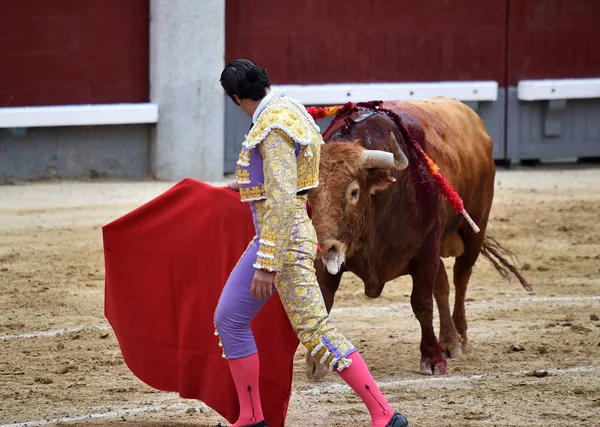 斗牛在西班牙与大牛 — 图库照片