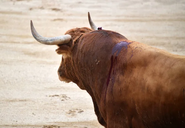 Tauromachie Espagne Avec Gros Taureau — Photo