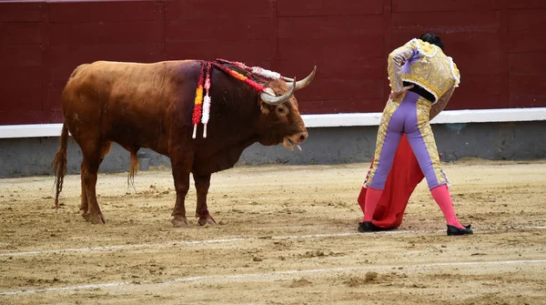 büyük boğa ile İspanya boğa güreşi