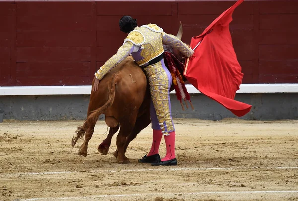 Bullfighting Spain Big Bull — Stock Photo, Image