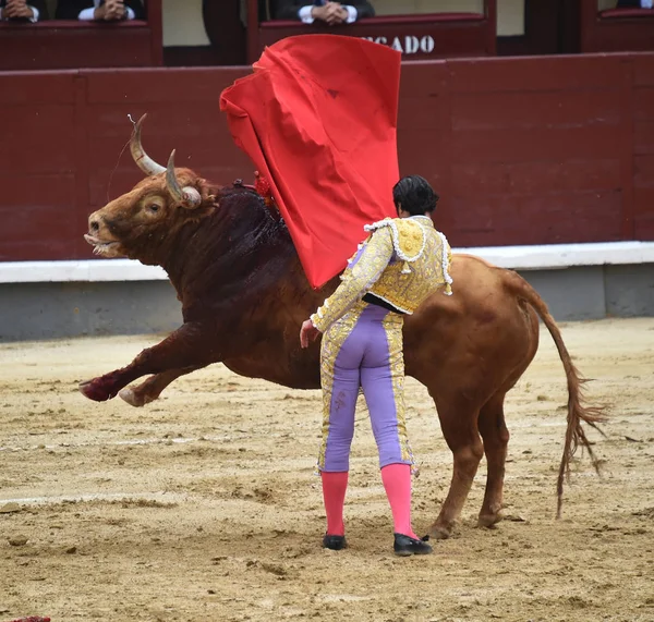 Tjurfäktning Spanien Med Stor Tjur — Stockfoto