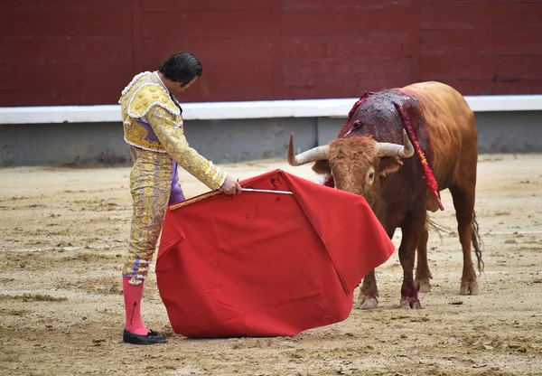 Tauromachie Espagne Avec Gros Taureau — Photo