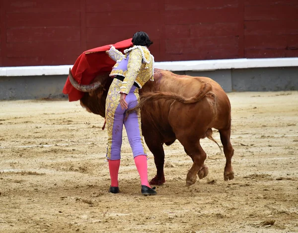 Bullfighting Espanha Com Grande Touro — Fotografia de Stock