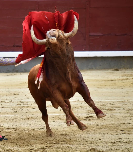 Spanska Tjuren Tjurfäktningsarena — Stockfoto