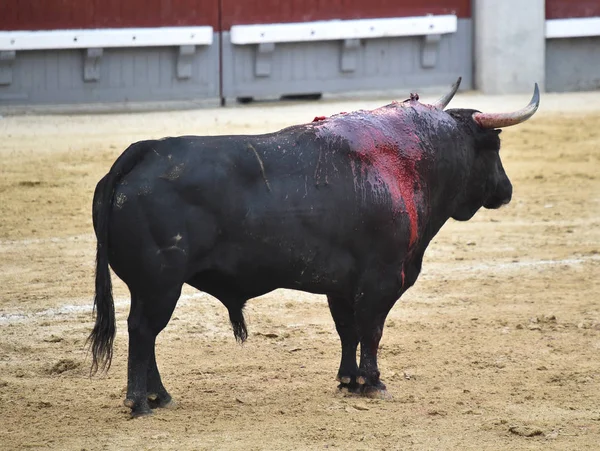 闘牛場ではスペイン牛 — ストック写真