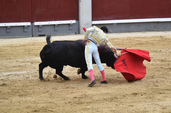 闘牛場ではスペイン牛 — ストック写真