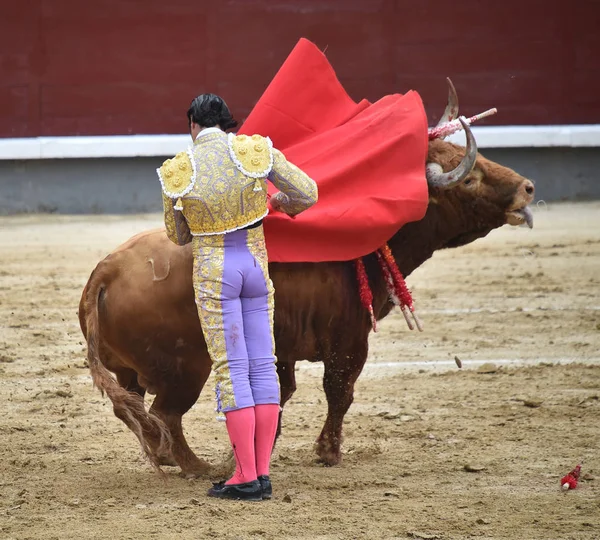 Bullring Spanyol Boğa — Stok fotoğraf