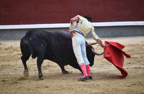 Bullring Spanyol Boğa — Stok fotoğraf