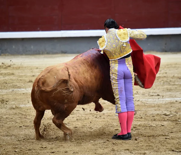 Bullring Spanyol Boğa — Stok fotoğraf