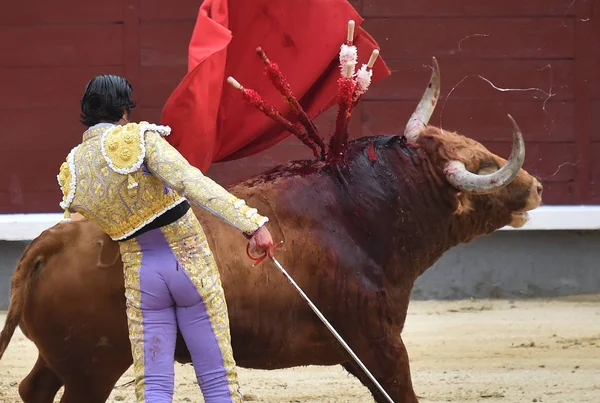 Bullring Spanyol Boğa — Stok fotoğraf