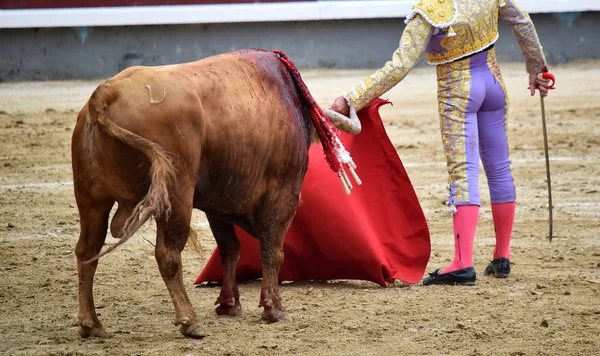 Bullring Spanyol Boğa — Stok fotoğraf