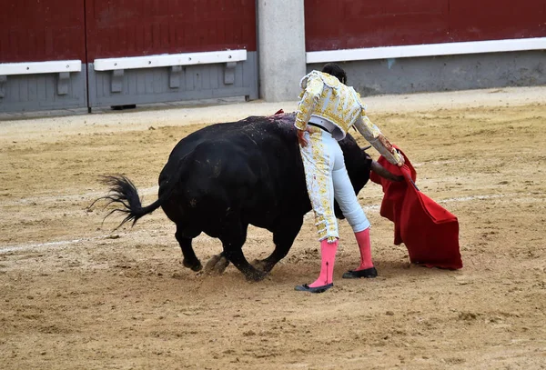 Bullring Spanyol Boğa — Stok fotoğraf