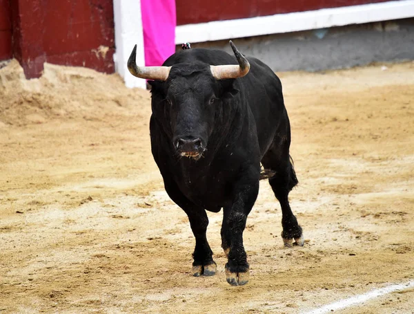 闘牛場ではスペイン牛 — ストック写真