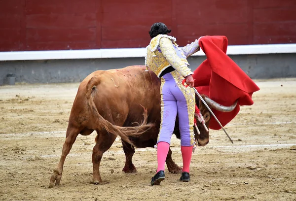 Toro Español Plaza Toros — Foto de Stock