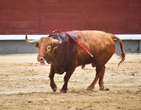 Іспанська Бичка Бику — стокове фото