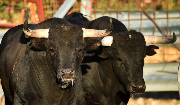 Toro España Con Cuernos Grandes — Foto de Stock