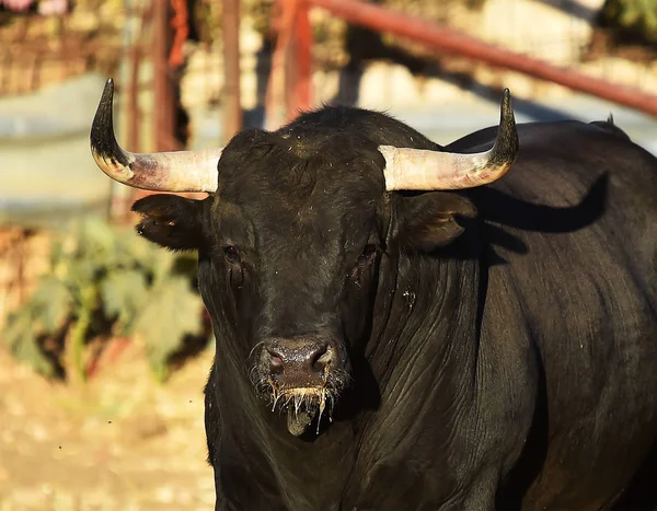 Tjuren Spanien Med Stora Horn — Stockfoto