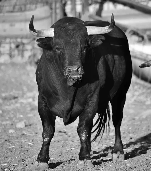 Touro Espanha Com Chifres Grandes — Fotografia de Stock