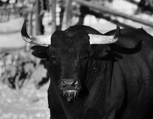 Taureau Espagne Avec Grandes Cornes — Photo