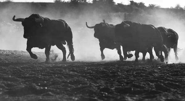 Touro Espanha Com Chifres Grandes — Fotografia de Stock