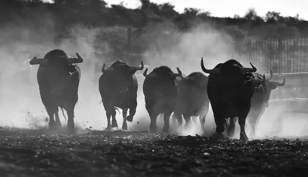 Bull Španělsku Velkými Rohy — Stock fotografie