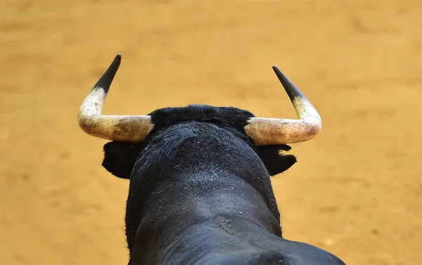 Stier Spanien Der Stierkampfarena — Stockfoto