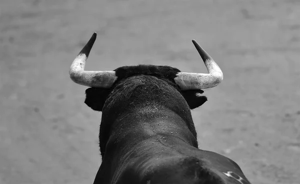 Taureau Espagne Dans Les Arènes — Photo