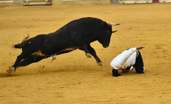 スペインの闘牛場で牛します — ストック写真