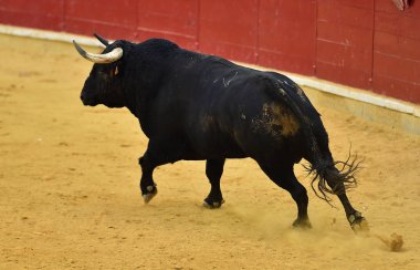 bullring İspanya boğa