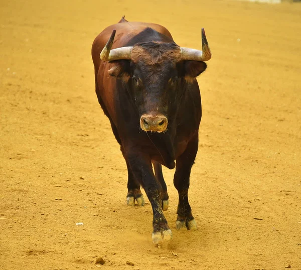 Bullring Spanya Boğa — Stok fotoğraf