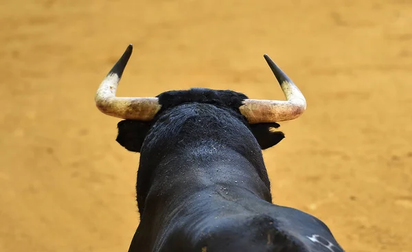 Touro Espanha Touros — Fotografia de Stock