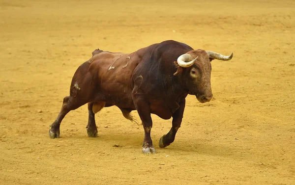 Toro España Plaza Toros — Foto de Stock