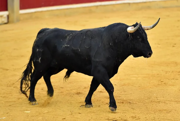 Bull Španělsku Aréně — Stock fotografie