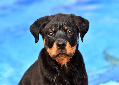 İspanya genç rottweiler