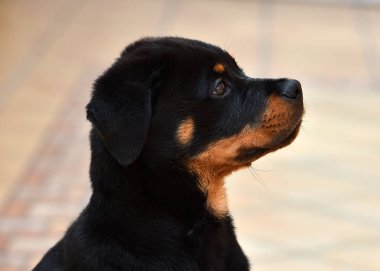 İspanya genç rottweiler