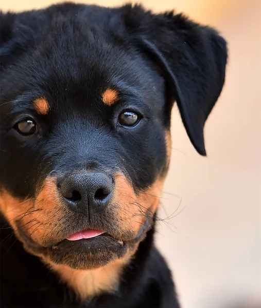 Young Rottweiler Spain — Stock Photo, Image