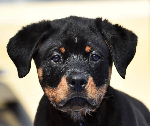 Młody Rottweiler Hiszpanii — Zdjęcie stockowe