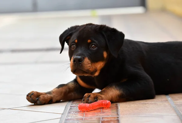 Młody Rottweiler Hiszpanii — Zdjęcie stockowe