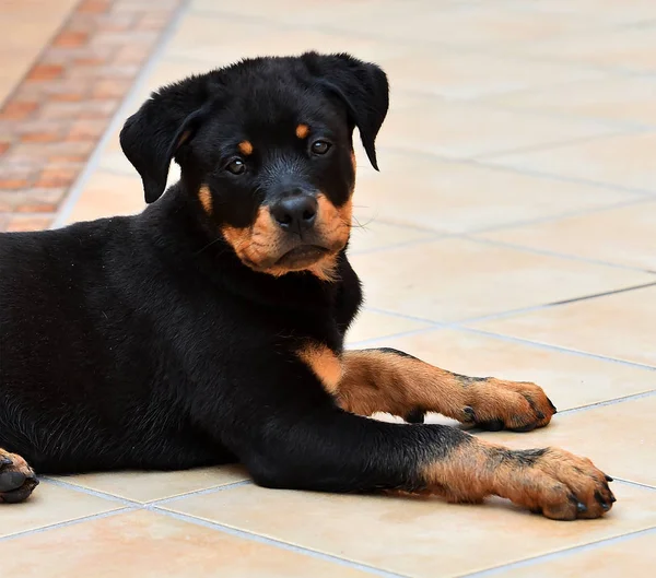 Młody Rottweiler Hiszpanii — Zdjęcie stockowe