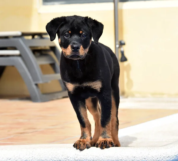 Young Rottweiler Spain — Stock Photo, Image