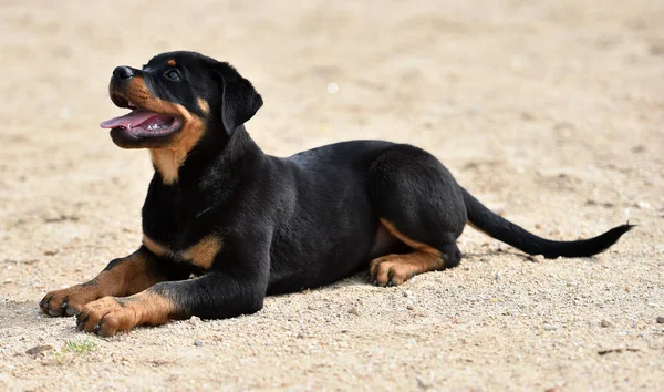 Fiatal Rottweiler Spanyolország — Stock Fotó