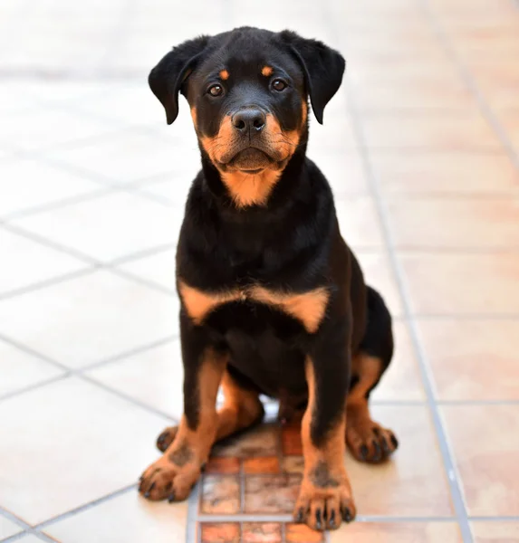 Junger Rottweiler Spanien — Stockfoto