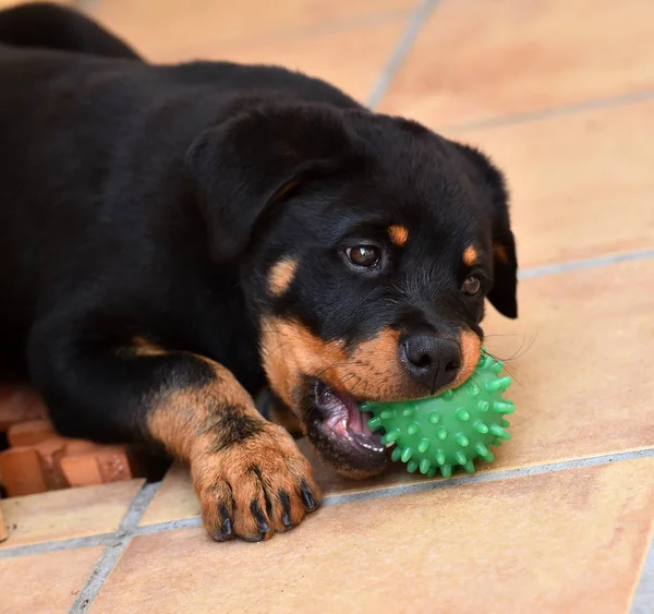 Młody Rottweiler Hiszpanii — Zdjęcie stockowe