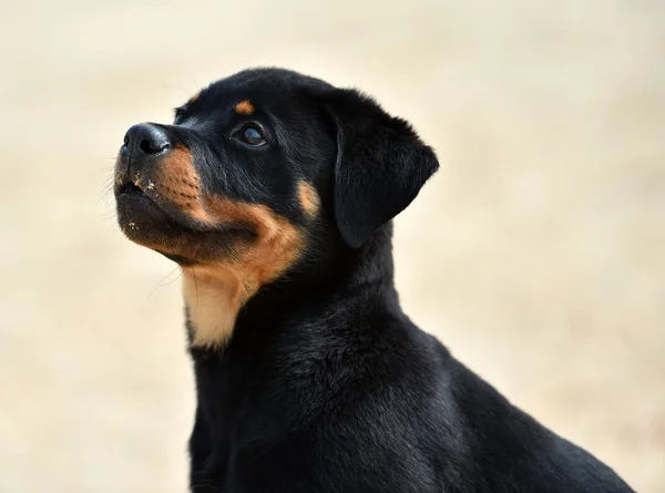 Młody Rottweiler Hiszpanii — Zdjęcie stockowe