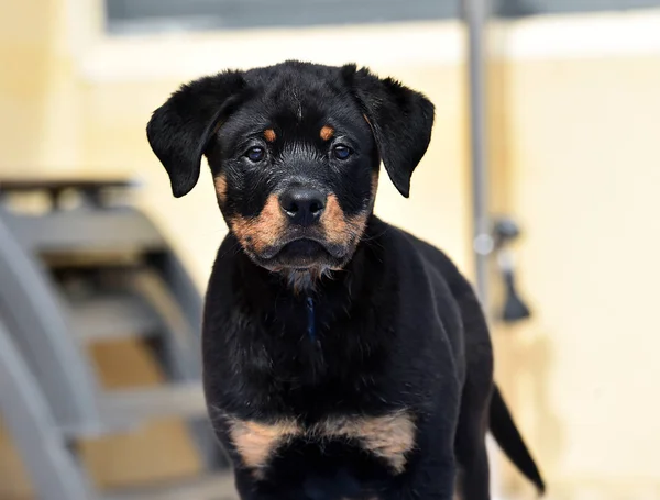 Jonge Rottweiler Spanje — Stockfoto