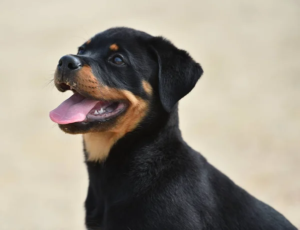 Młody Rottweiler Hiszpanii — Zdjęcie stockowe