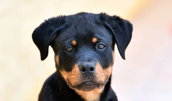 Piccolo Rottweiler Strada — Foto Stock