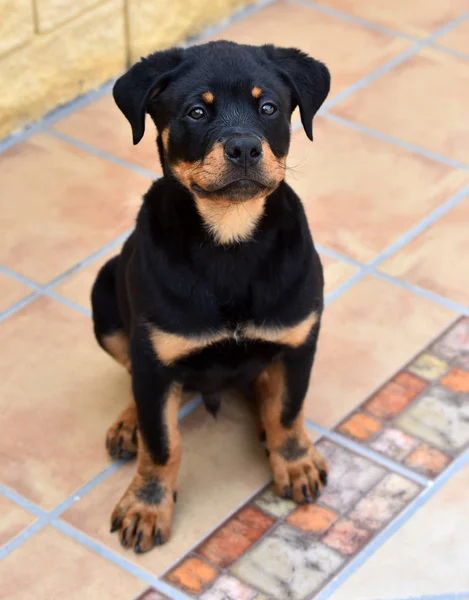 Petit Rottweiler Dans Rue — Photo