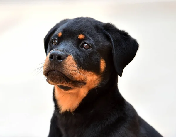 Klein Rottweiler Auf Der Straße — Stockfoto