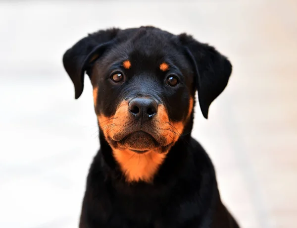 Piccolo Rottweiler Strada — Foto Stock